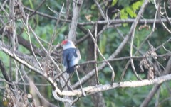 Alectroenas pulcherrimus