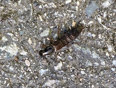 Ocypus aeneocephalus