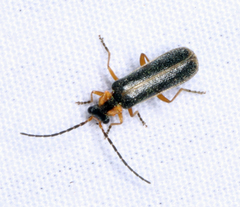 Rhagonycha oriflava