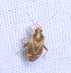 Hamatophylus guttulosus