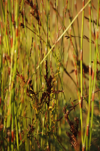 Image of Restio multiflorus by (c) Tony Rebelo, some rights reserved (CC BY-SA)