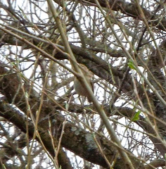 Phylloscopus collybita