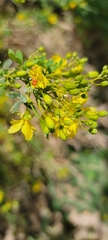 Parkinsonia texana macra