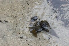 Cerithideopsis californica