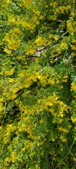 Parkinsonia texana macra