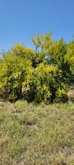 Parkinsonia texana macra