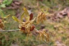 Quercus sebifera