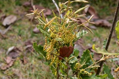 Quercus sebifera