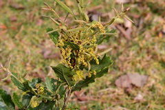 Quercus sebifera