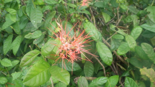 Combretum constrictum image