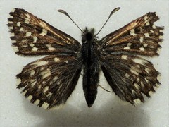 Pyrgus centaureae