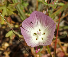 Sidalcea malviflora