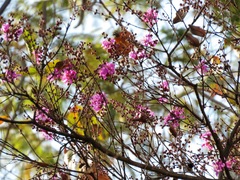 Physocalymma scaberrimum
