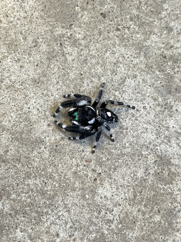 Bold Jumping Spider photographed in Texas