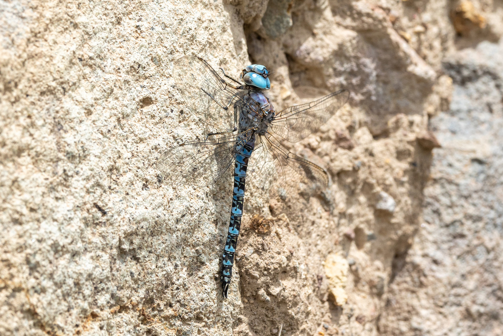 Rhionaeschna fissifrons