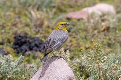Sicalis uropygialis