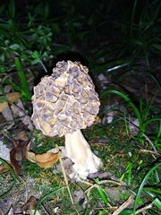 Morchella esculenta