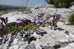 Chaenorhinum origanifolium