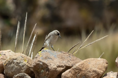 Muscisaxicola frontalis