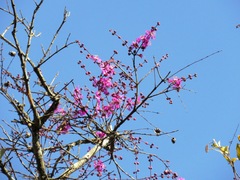 Physocalymma scaberrimum