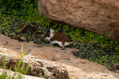 Abrothrix jelskii