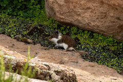 Abrothrix jelskii