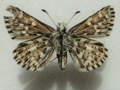 Pyrgus centaureae