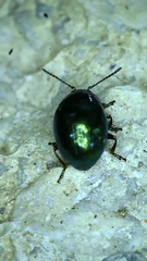 Phaedon armoraciae