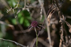 Scabiosa triandra