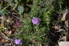 Scabiosa triandra