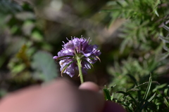Scabiosa triandra