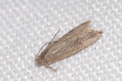 Bactra lancealana