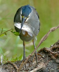 Serranochromis meridianus