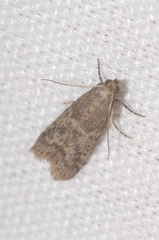 Ephestia parasitella