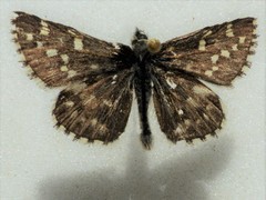 Pyrgus centaureae
