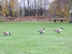 Branta canadensis