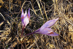 Crocus cancellatus