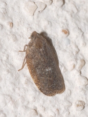Cixidia pilatoi