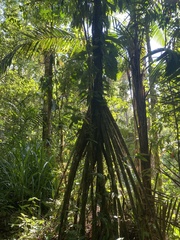 Socratea exorrhiza