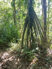 Socratea exorrhiza