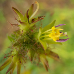 Pterolepis glomerata