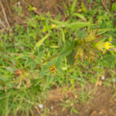 Pterolepis glomerata