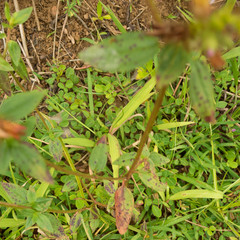 Pterolepis glomerata