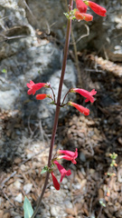 Penstemon superbus