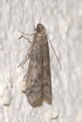 Ephestia parasitella