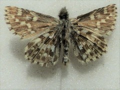Pyrgus centaureae