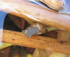 Pseudosuccinea columella