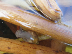 Pseudosuccinea columella