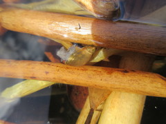 Pseudosuccinea columella