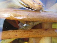 Pseudosuccinea columella